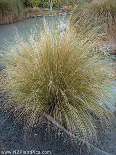 chionochloa_rigida_small_12 - minuni ale naturii create de Dumnezeu 4