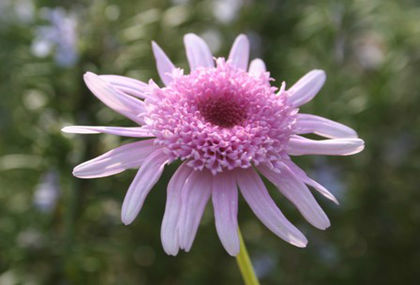 chrysanthemum frutescens vancouver - minuni ale naturii create de Dumnezeu 4