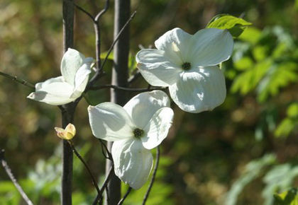cornus nutallii - minuni ale naturii create de Dumnezeu 4