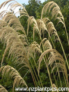 cortaderia_richardii_small_01