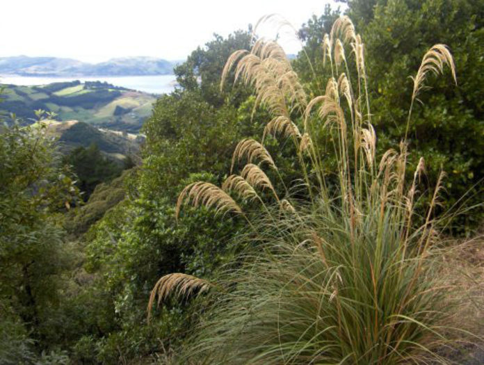 cortaderia_richardii_small_03 - minuni ale naturii create de Dumnezeu 4