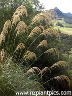 cortaderia_richardii_small_08 - minuni ale naturii create de Dumnezeu 4