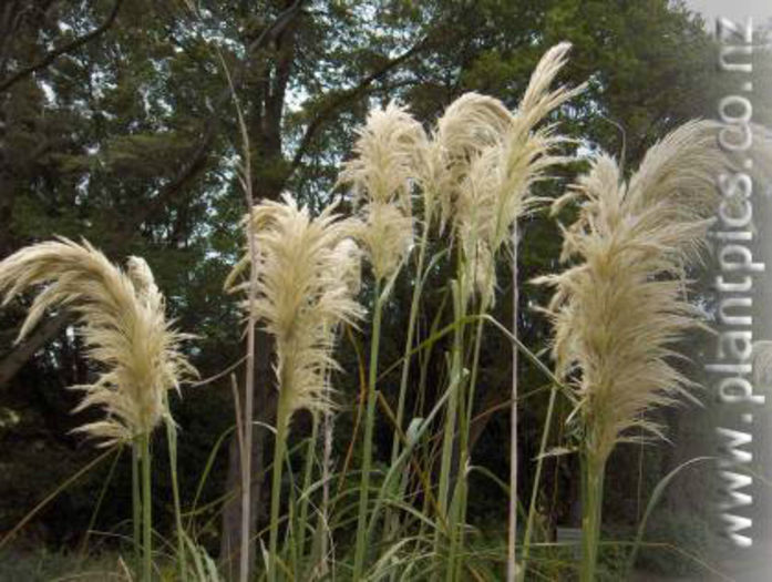 cortaderia_turbaria_small_02 - minuni ale naturii create de Dumnezeu 4