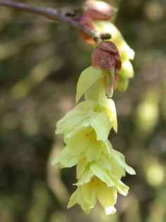 corylopsis pauciflora - minuni ale naturii create de Dumnezeu 4