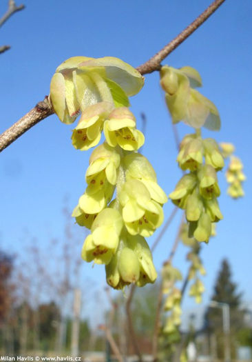 corylopsis spicata - minuni ale naturii create de Dumnezeu 4