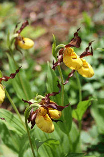 cypripedium calceolus