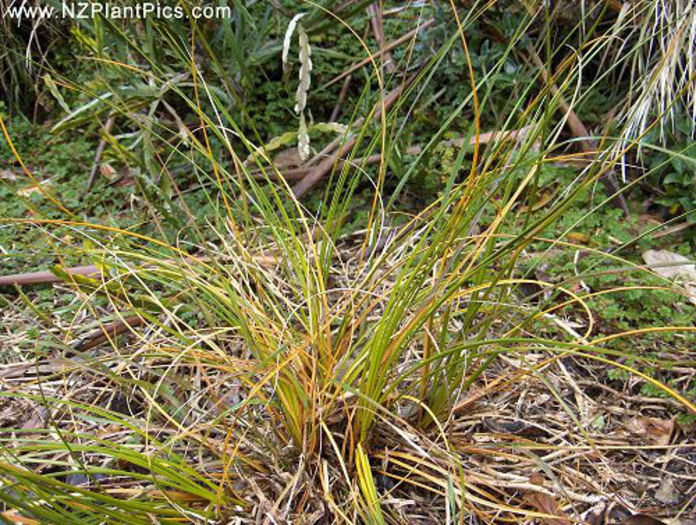 desmoschoenus_spiralis_small_03 - minuni ale naturii create de Dumnezeu 4