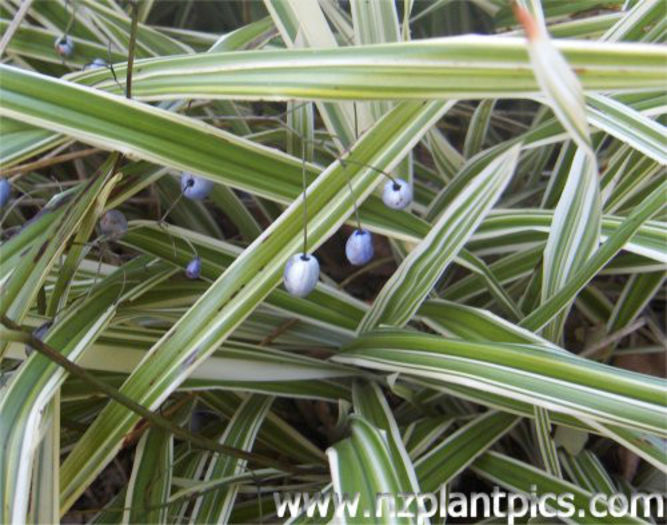 dianella_nigra_margaret_pringle_sample_02 - minuni ale naturii create de Dumnezeu 4