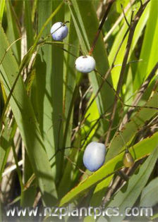 dianella_nigra_small_02 - minuni ale naturii create de Dumnezeu 4