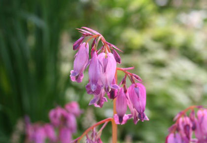dicentra eximia - minuni ale naturii create de Dumnezeu 4