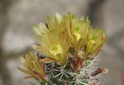 echinocereus davisii