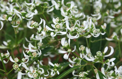 euphorbia diamond frost