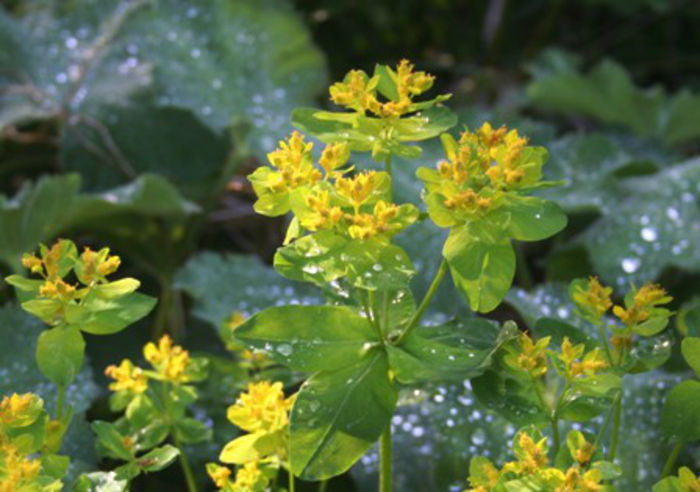 euphorbia polychroma