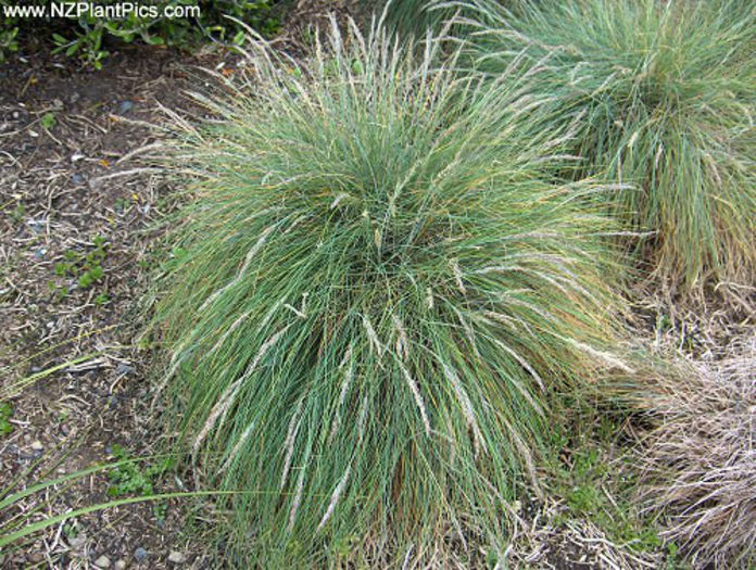 festuca_coxii_small_01