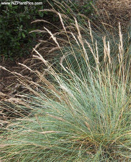 festuca_coxii_small_03