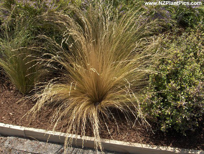 festuca_novae-zelandiae_04