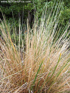 festuca_novae-zelandiae_small_03