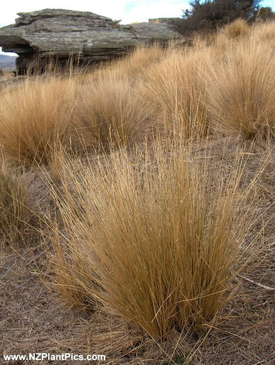 festuca_novae-zelandiae_tussock_grass