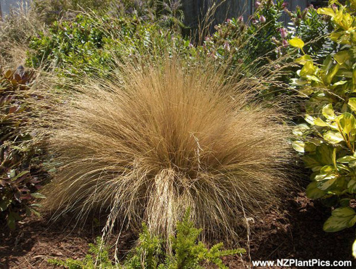 festuca_ovina