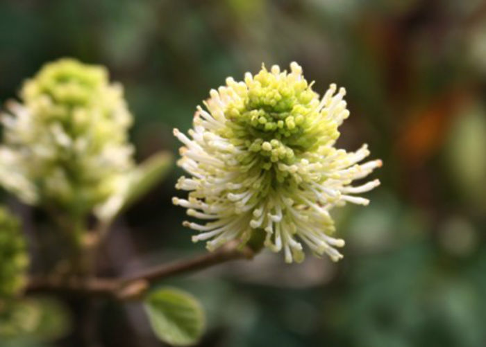 fothergilla gardenii