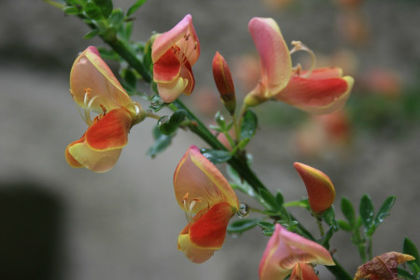 genista
