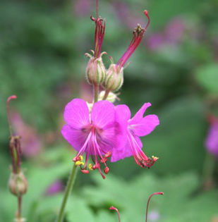 geranium macrorrhizum balkanum