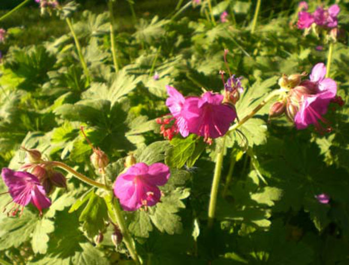 geranium macrorrhizum - minuni ale naturii create de Dumnezeu 4