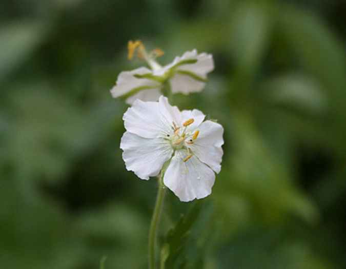 geranium phaeum album - minuni ale naturii create de Dumnezeu 4