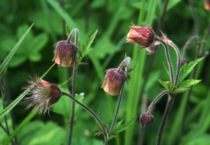 geum rivale - minuni ale naturii create de Dumnezeu 4