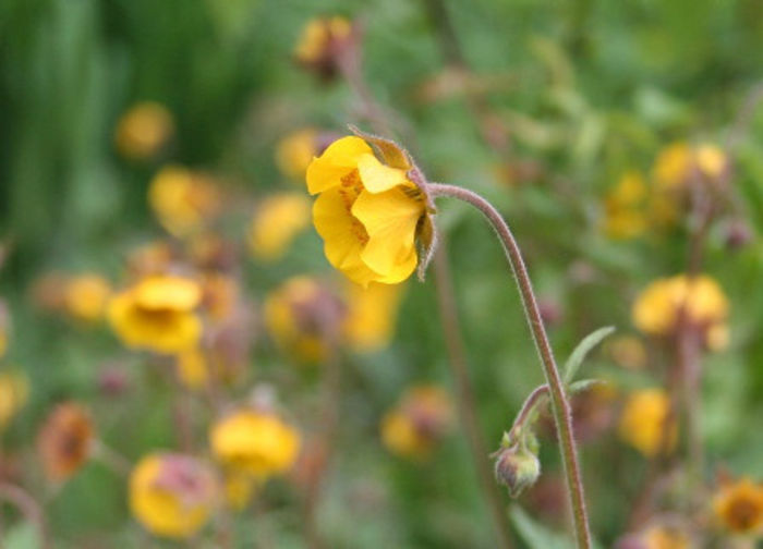 geum spec sorte - minuni ale naturii create de Dumnezeu 4