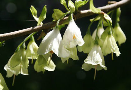 halesia carolina - minuni ale naturii create de Dumnezeu 4