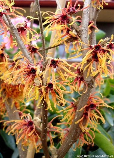 hamamelis x intermedia aphrodite - minuni ale naturii create de Dumnezeu 4