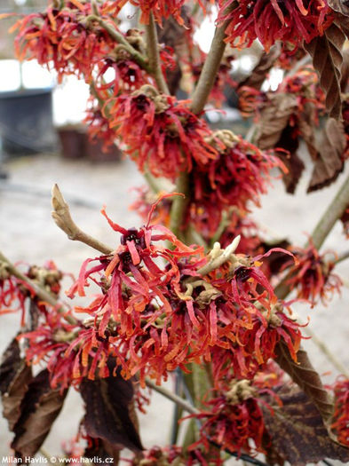 hamamelis x intermedia diane - minuni ale naturii create de Dumnezeu 4