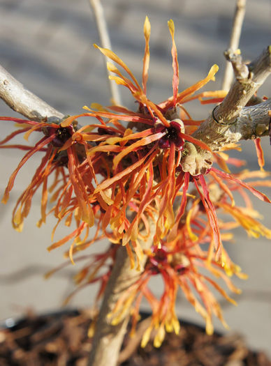 hamamelis x intermedia orange beauty - minuni ale naturii create de Dumnezeu 4