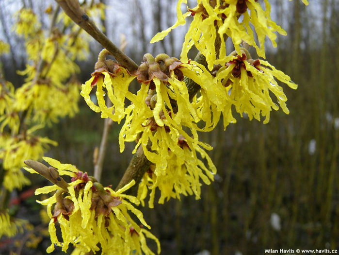 hamamelis x intermedia pallida - minuni ale naturii create de Dumnezeu 4