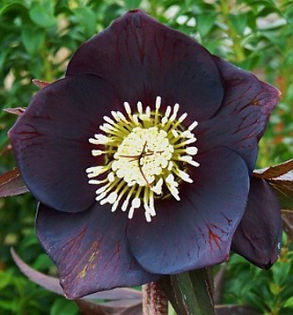 helleborus x metallic blue lady