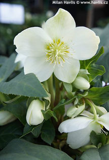 helleborus x nigercors melchior