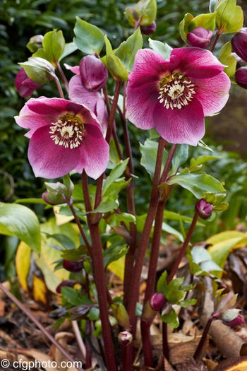 helleborus x red lady