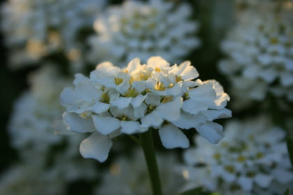 iberis sempervirens