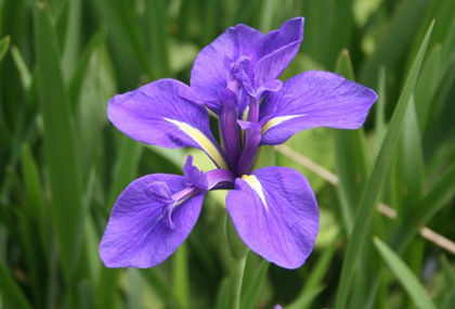 iris kaempferi
