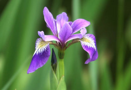 iris versicolor
