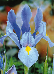 IRIS_SKY_BEAUTY_B