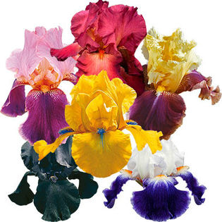 iris-germanica-3750-B
