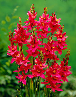 Ixia-Venus-B