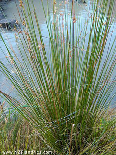 juncus_gregiflorus_small_02