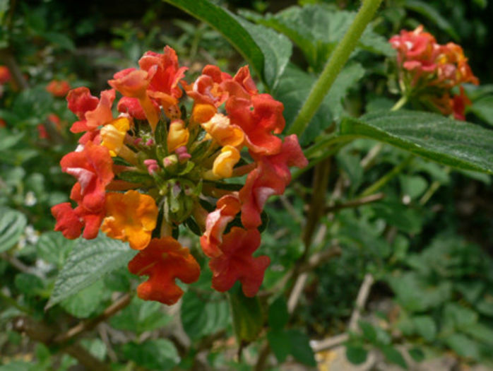 lantana camara - minuni ale naturii create de Dumnezeu 4