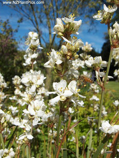 libertia_grandiflora_08_flower