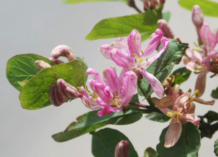 lonicera tatarica - minuni ale naturii create de Dumnezeu 4