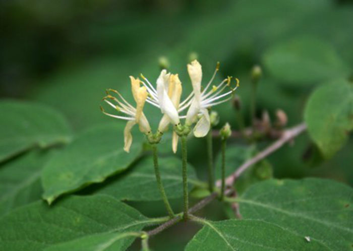 lonicera xylosteum