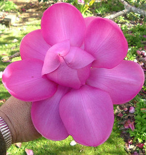 magnolia campbelli lanarthe